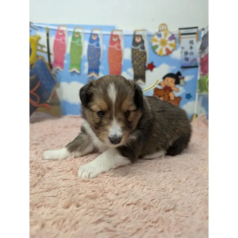 販売中の岐阜県のシェットランドシープドッグ(シェルティ)-454458の2枚目