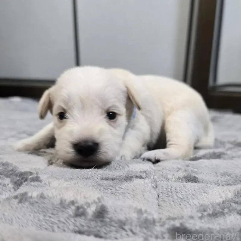 販売中の岡山県のミニチュアシュナウザー-454460の3枚目