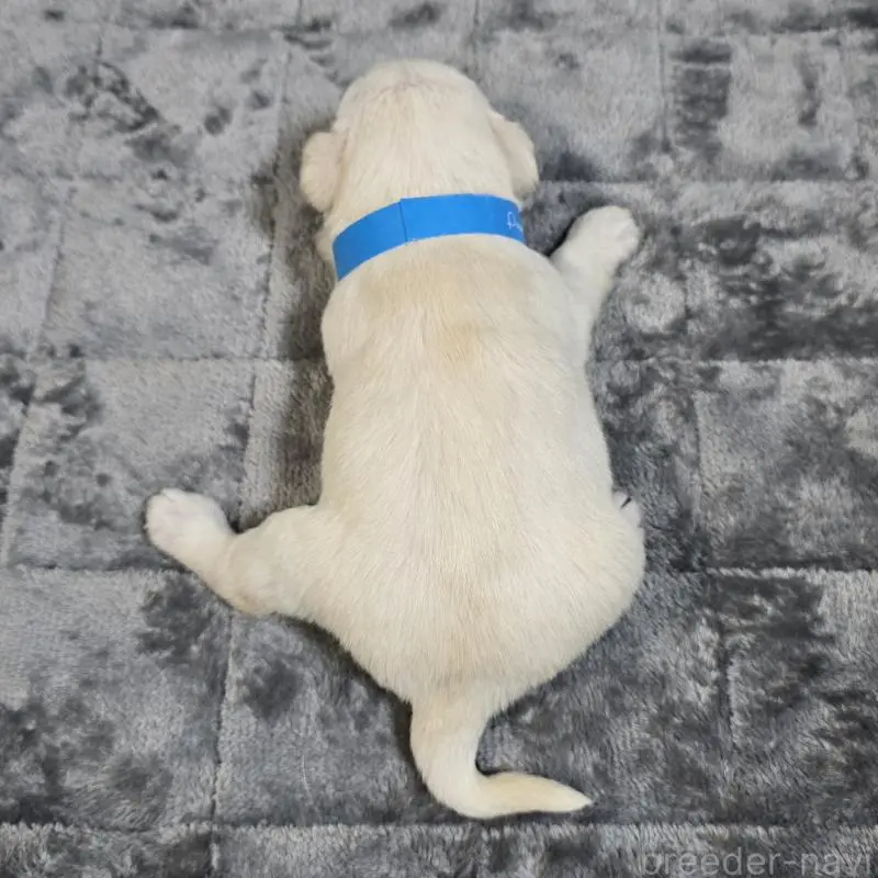 販売中の岡山県のミニチュアシュナウザー-454460の2枚目