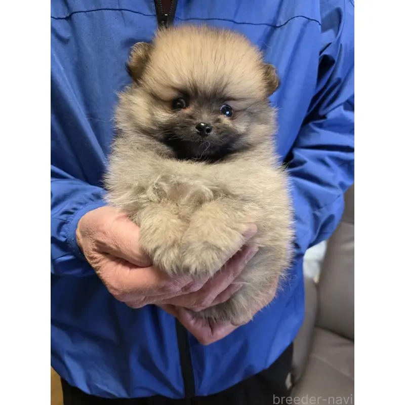 販売中の静岡県のポメラニアン-454459の2枚目