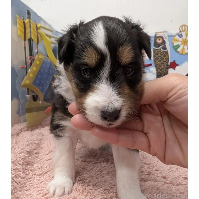 販売中の岐阜県のシェットランドシープドッグ(シェルティ)-454461の5枚目