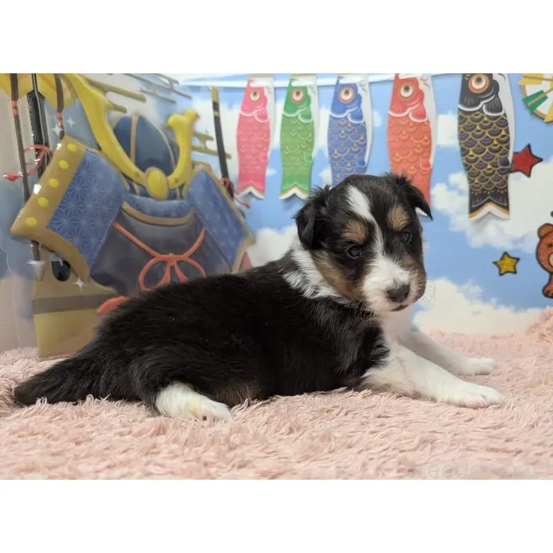 販売中の岐阜県のシェットランドシープドッグ(シェルティ)-454461の4枚目