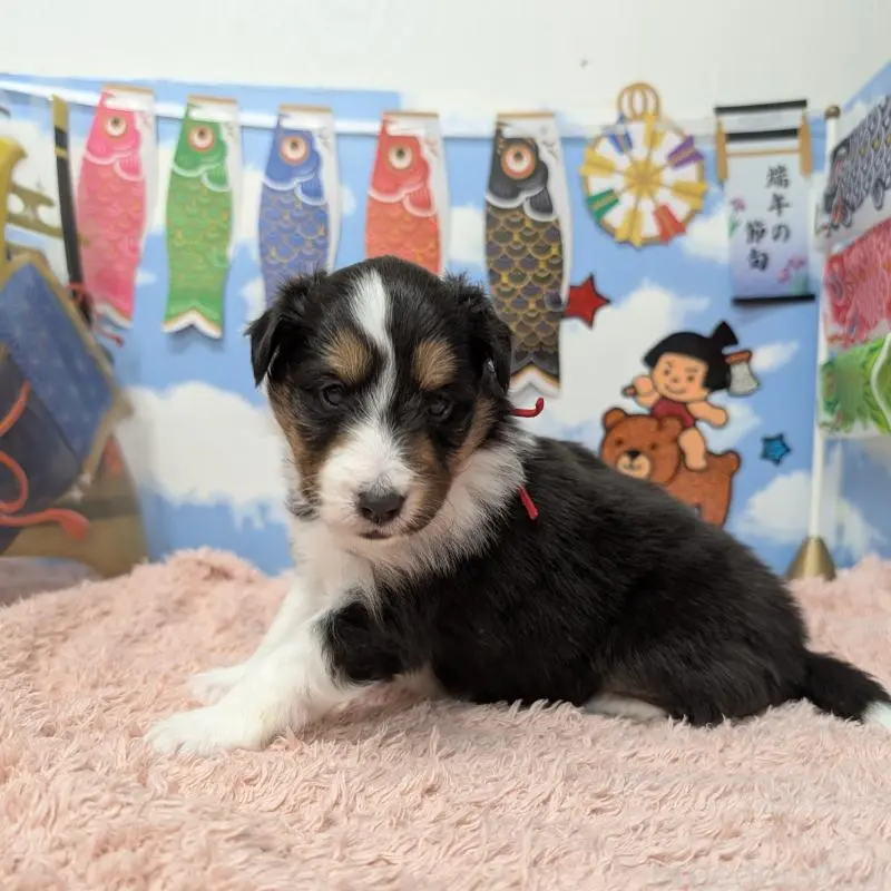 販売中の岐阜県のシェットランドシープドッグ(シェルティ)-454461の3枚目