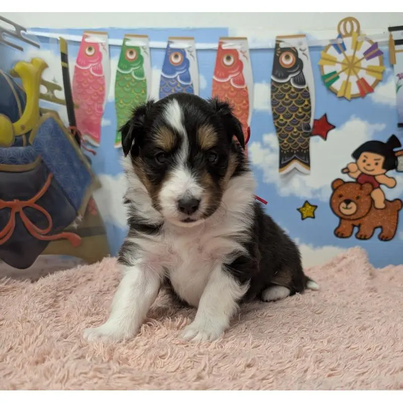 販売中の岐阜県のシェットランドシープドッグ(シェルティ)-454461の2枚目