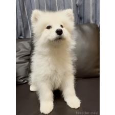 ♀︎サモエド