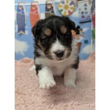 オンライン見学