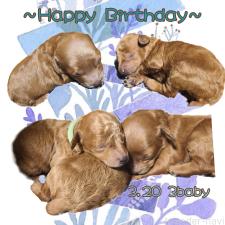 ♀︎トイプードル