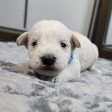 オンライン見学