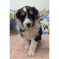 ♀︎シェットランドシープドッグ(シェルティ)