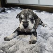 ♀︎ミニチュアシュナウザー