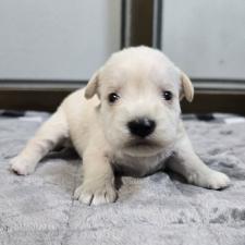 ♀︎ミニチュアシュナウザー