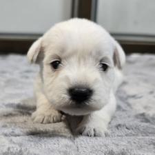 ♀︎ミニチュアシュナウザー