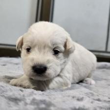 ♀︎ミニチュアシュナウザー