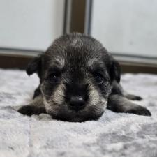 ♀︎ミニチュアシュナウザー