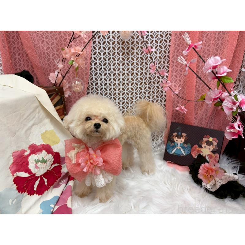 販売中の広島県のミックス犬-404946