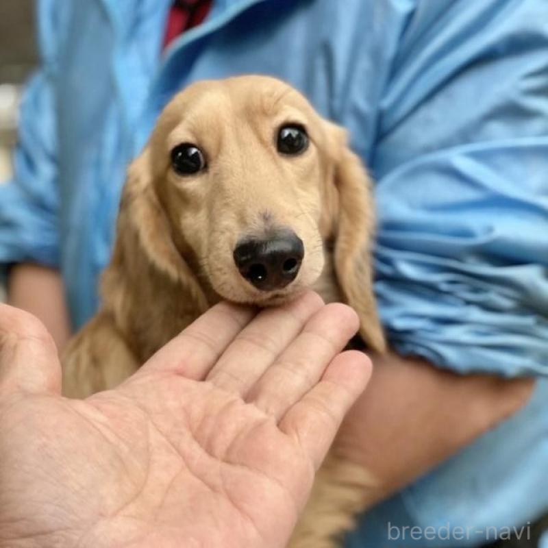 販売中の兵庫県のミニチュアダックスフンド(ロングヘアード)-454488の4枚目