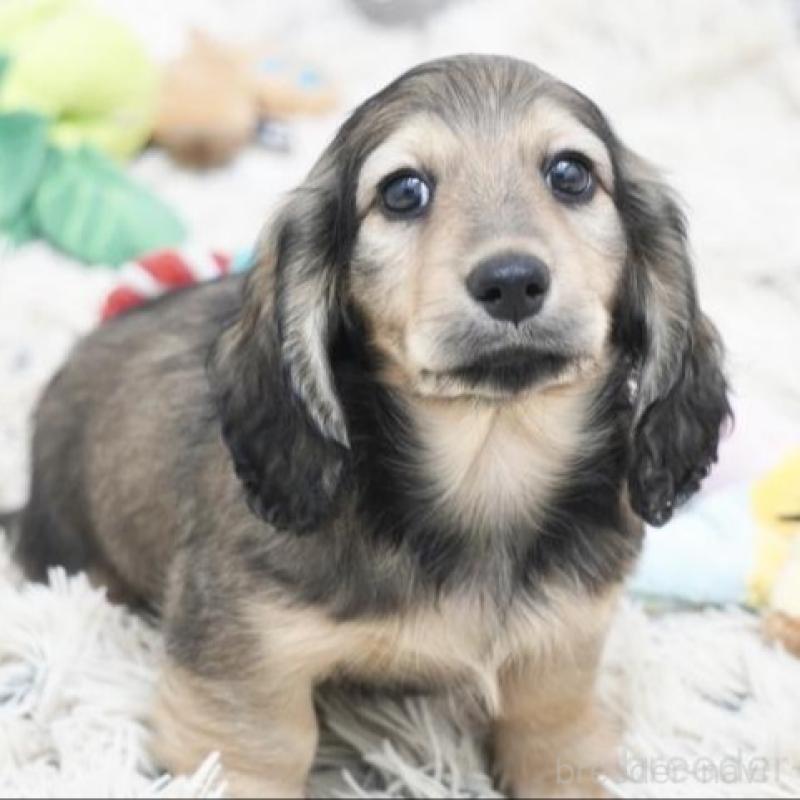 販売中の兵庫県のミニチュアダックスフンド(ロングヘアード)-454488の3枚目