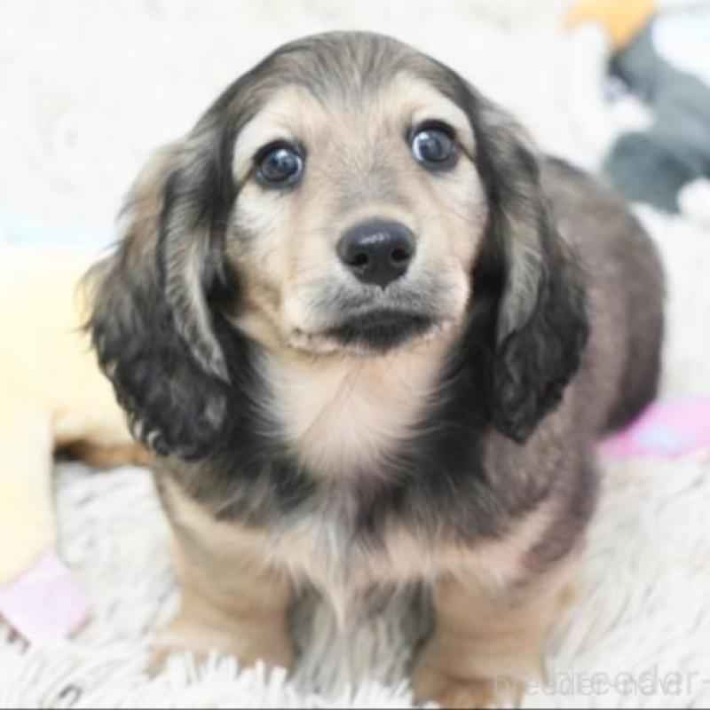 販売中の兵庫県のミニチュアダックスフンド(ロングヘアード)-454488の2枚目