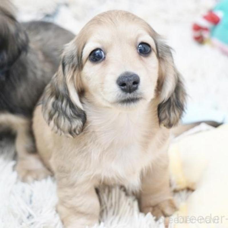 販売中の兵庫県のミニチュアダックスフンド(ロングヘアード)-454489の4枚目