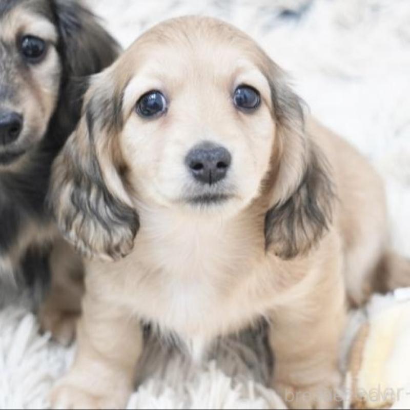 販売中の兵庫県のミニチュアダックスフンド(ロングヘアード)-454489の3枚目