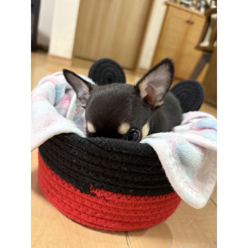 販売中の静岡県のチワワ(スムースコート)-454375の3枚目