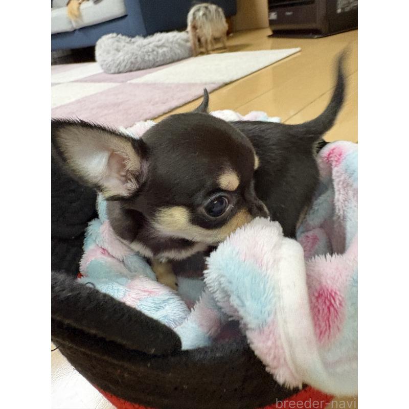 販売中の静岡県のチワワ(スムースコート)-454375の2枚目