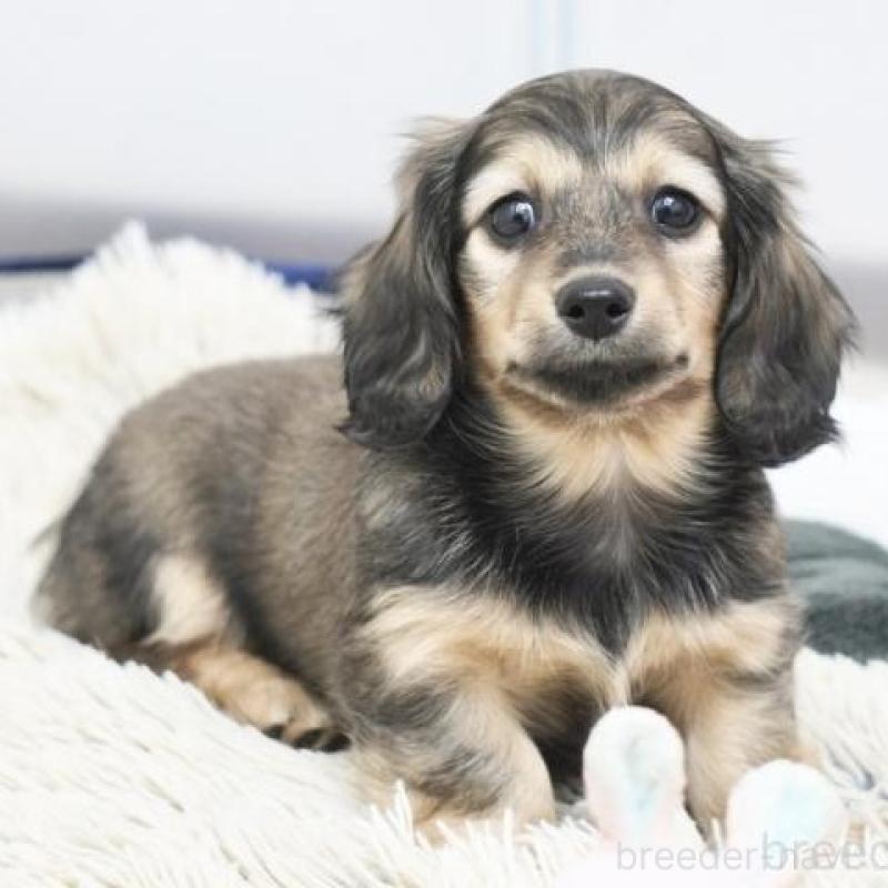 販売中の兵庫県のミニチュアダックスフンド(ロングヘアード)-454490の4枚目