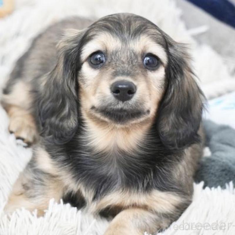 販売中の兵庫県のミニチュアダックスフンド(ロングヘアード)-454490の3枚目