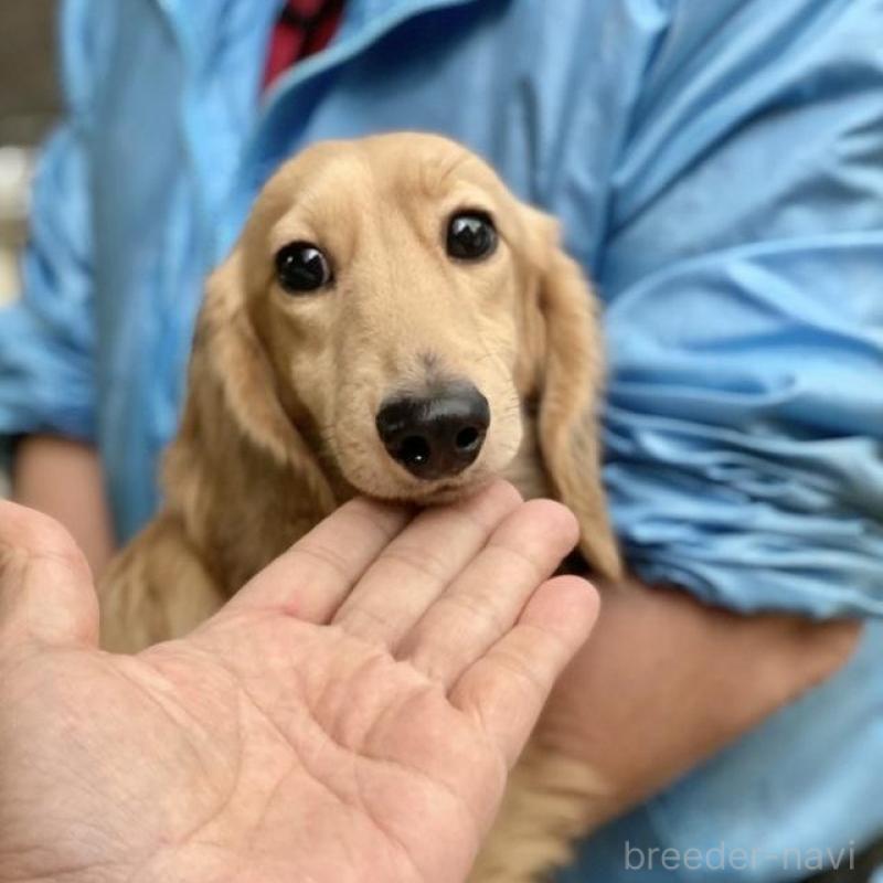 販売中の兵庫県のミニチュアダックスフンド(ロングヘアード)-454490の2枚目