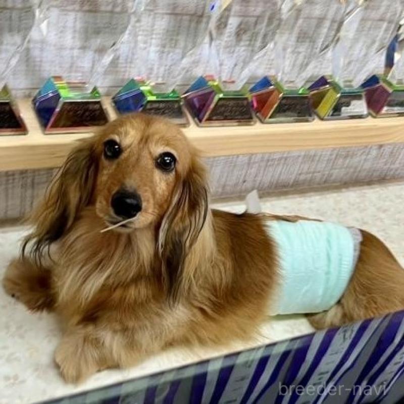 販売中の兵庫県のカニンヘンダックスフンド(ロングヘアード)-454491の4枚目