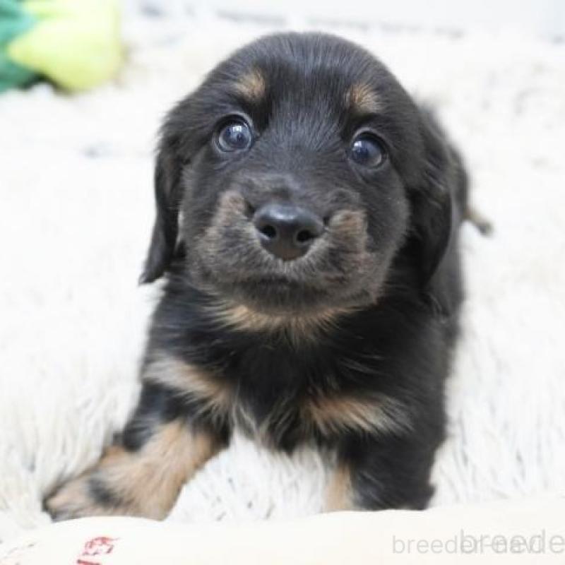 販売中の兵庫県のカニンヘンダックスフンド(ロングヘアード)-454491の2枚目