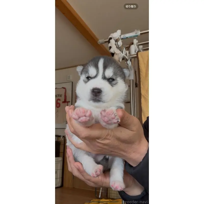 販売中の佐賀県のシベリアンハスキー-454493の9枚目