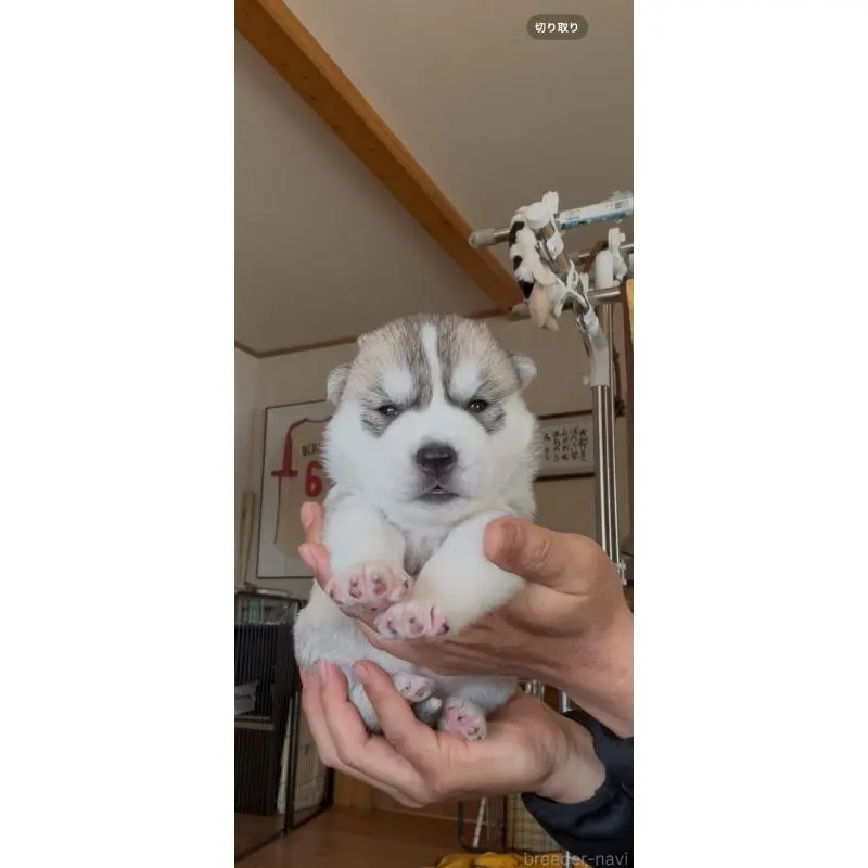 販売中の佐賀県のシベリアンハスキー-454493の7枚目