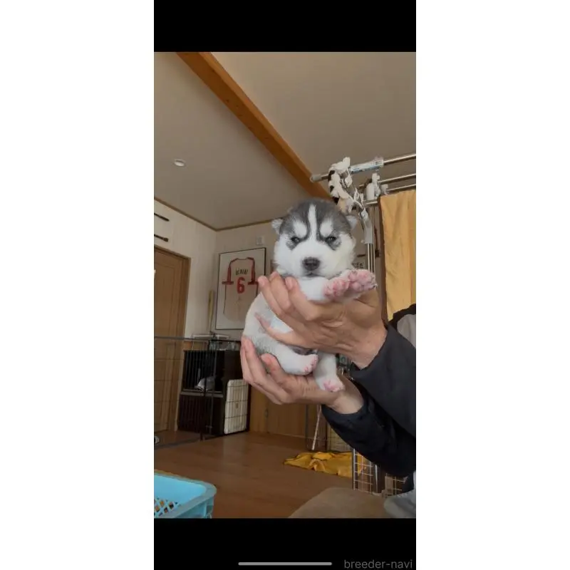 販売中の佐賀県のシベリアンハスキー-454493の5枚目