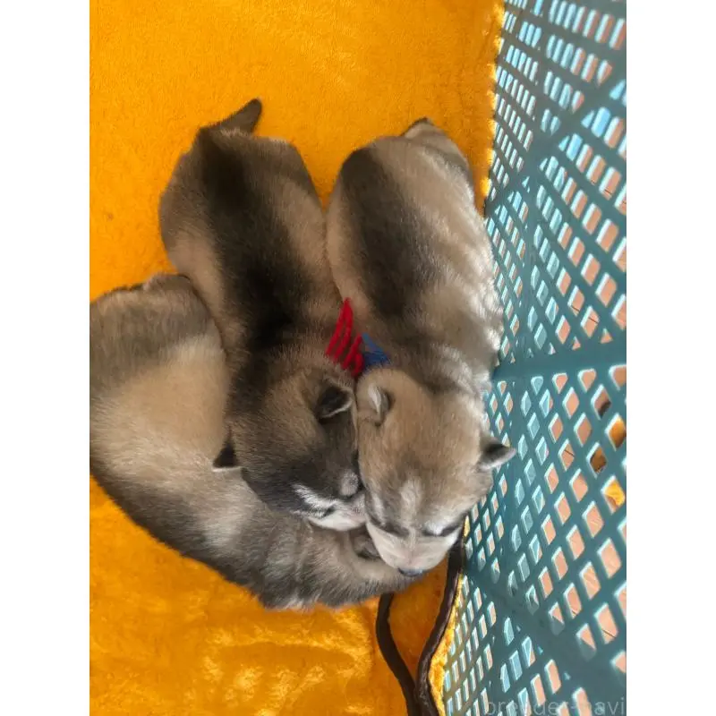 販売中の佐賀県のシベリアンハスキー-454493の4枚目