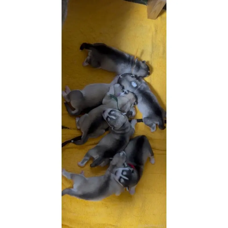 販売中の佐賀県のシベリアンハスキー-454493の3枚目