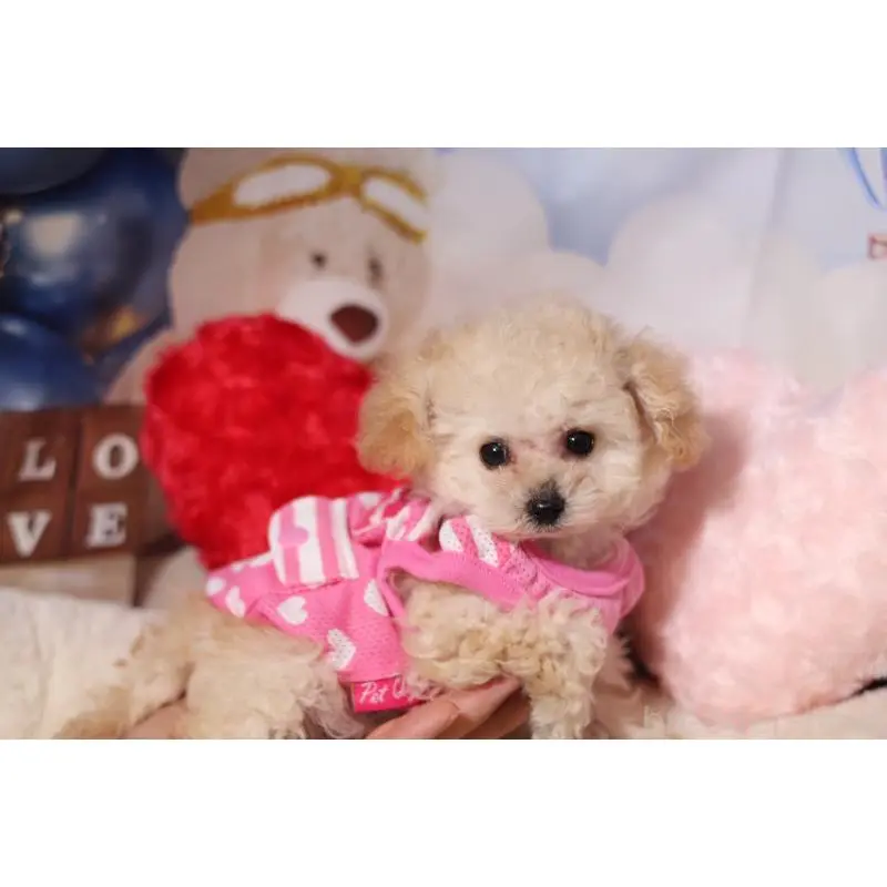 販売中の大阪府のティーカッププードル-454494の3枚目