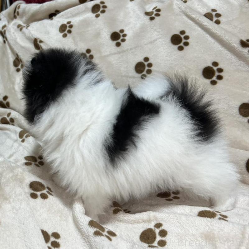 販売中の岐阜県のポメラニアン-454495の5枚目