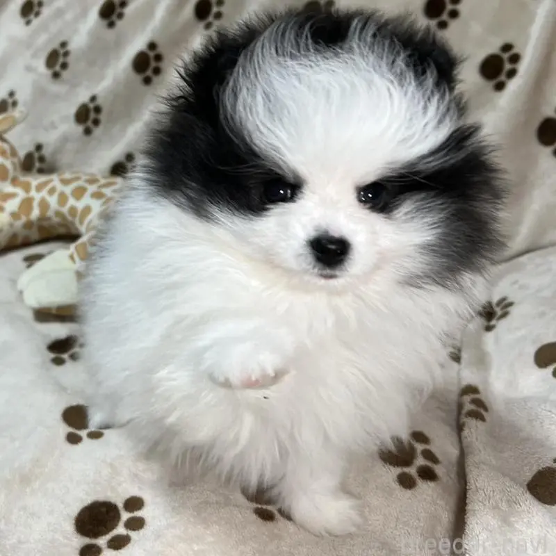 販売中の岐阜県のポメラニアン-454495