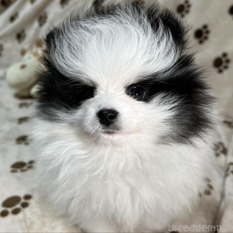 販売中の岐阜県のポメラニアン-454495の4枚目