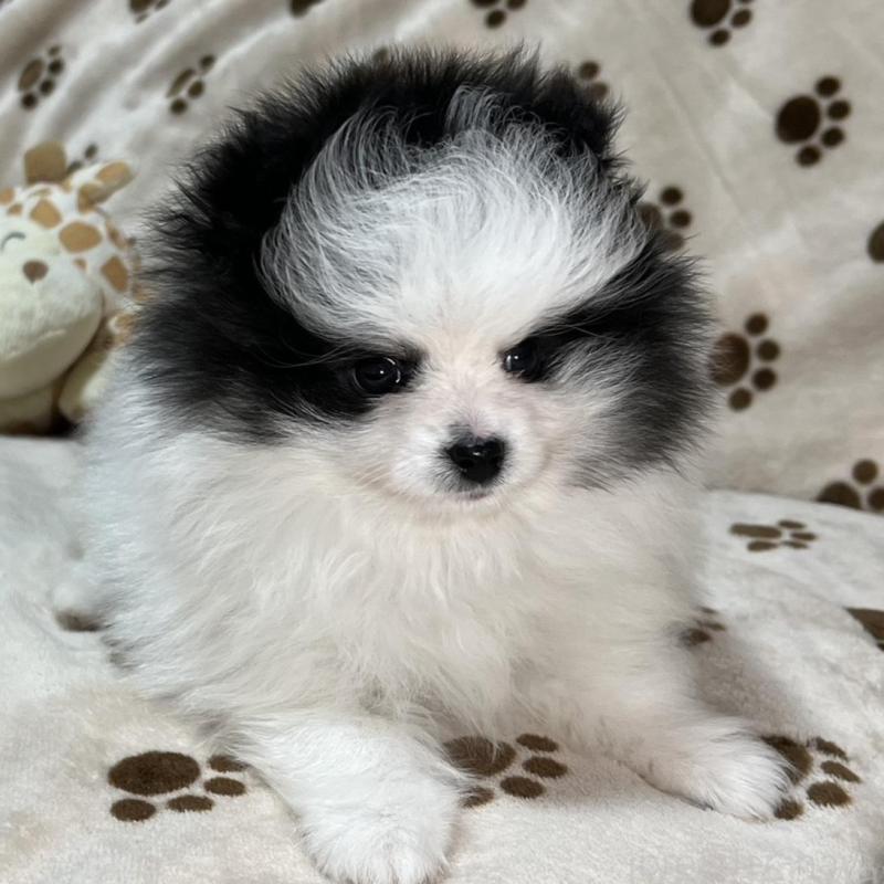 販売中の岐阜県のポメラニアン-454495の3枚目