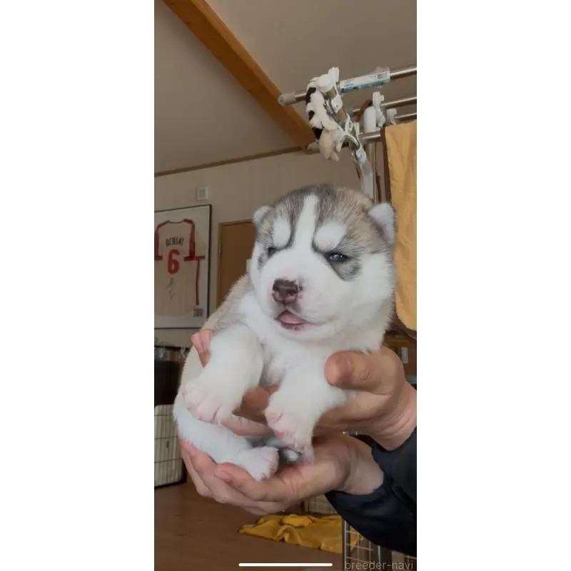 販売中の佐賀県のシベリアンハスキー-454496の7枚目