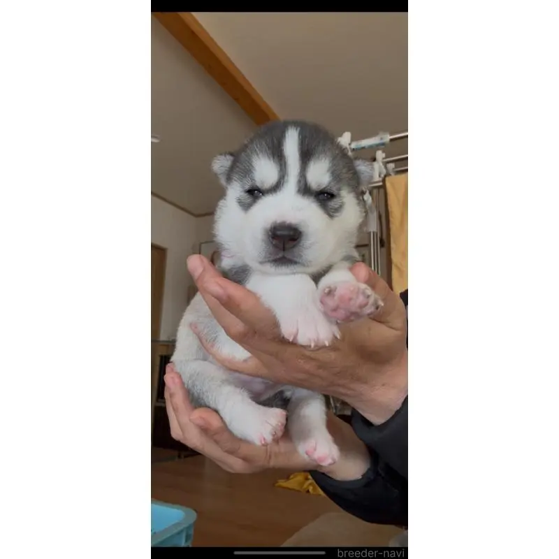 販売中の佐賀県のシベリアンハスキー-454496の6枚目