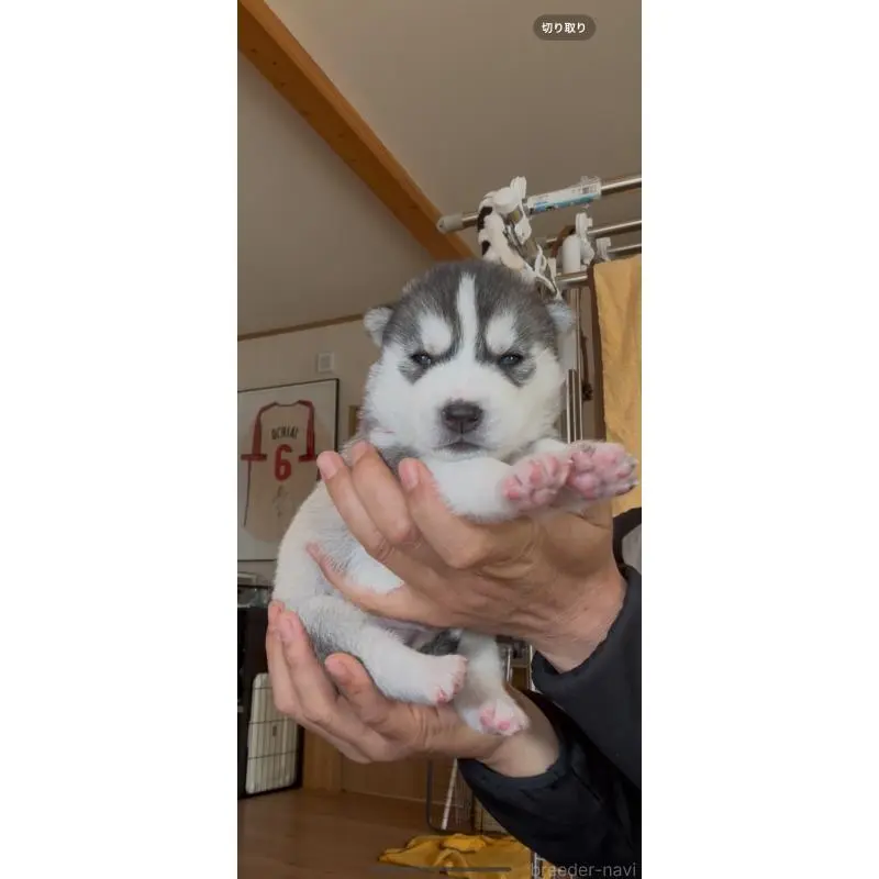 販売中の佐賀県のシベリアンハスキー-454496の5枚目