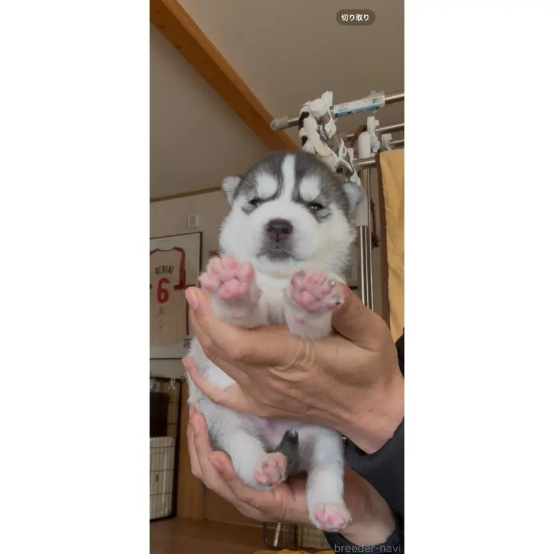 販売中の佐賀県のシベリアンハスキー-454496の3枚目