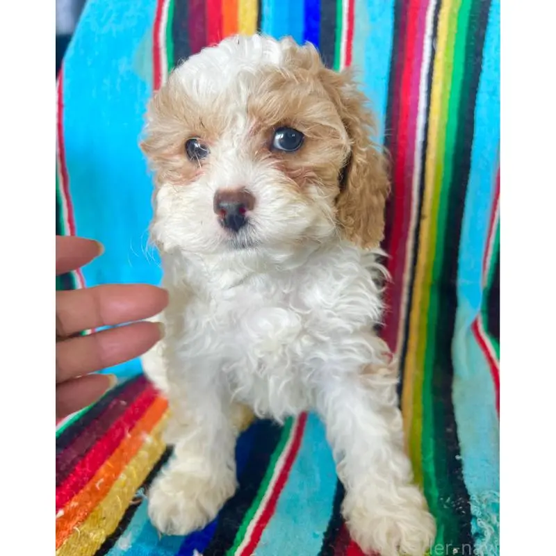 販売中の茨城県のコッカプー:アメリカンコッカースパニエル×トイプードル-454497の3枚目