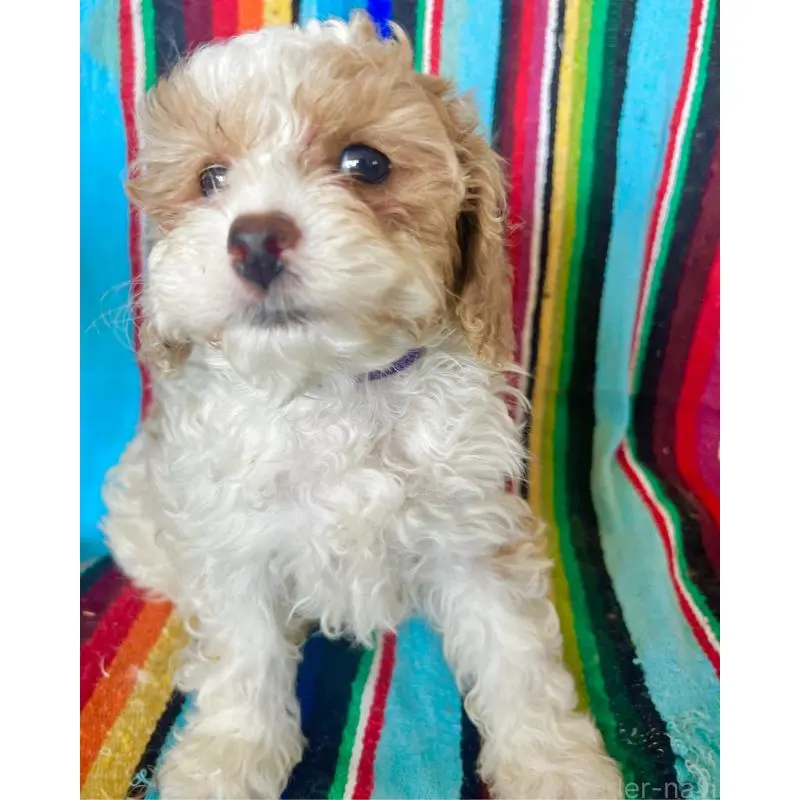 販売中の茨城県のコッカプー:アメリカンコッカースパニエル×トイプードル-454497の2枚目