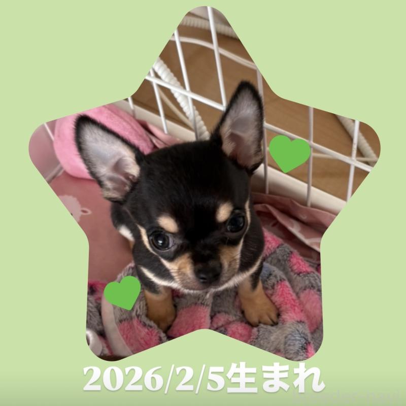 販売中の静岡県のチワワ(スムースコート)-454375