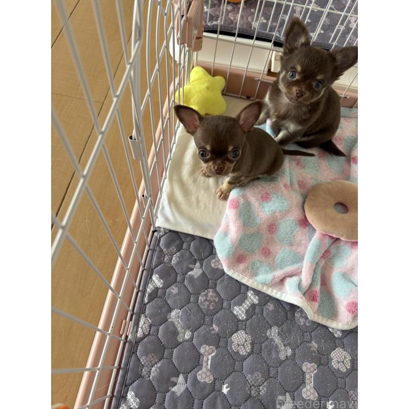 販売中の静岡県のチワワ(スムースコート)-454377の2枚目