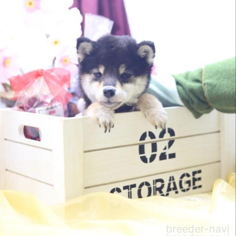 販売中の東京都の豆柴-429296